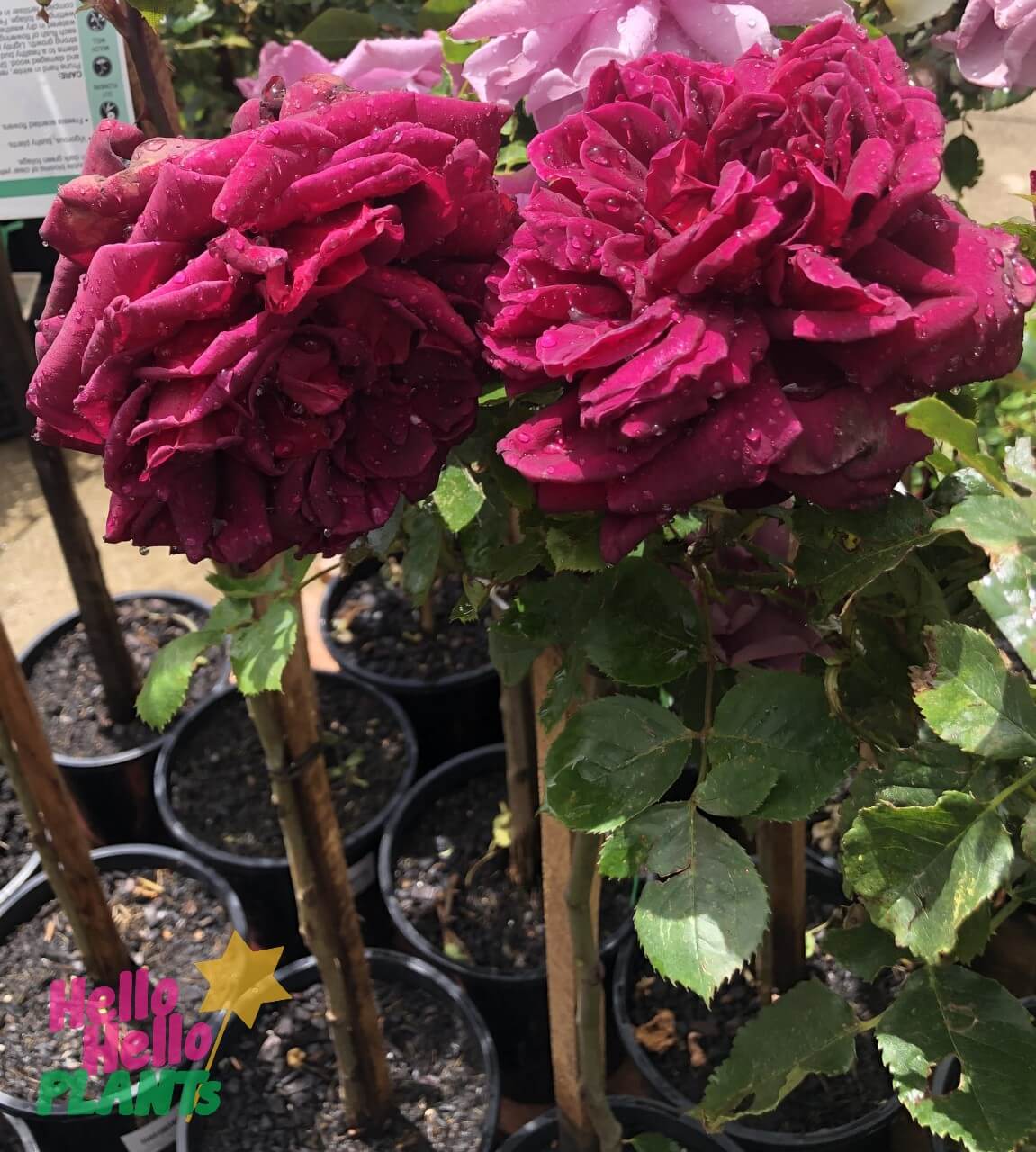 Rose 'Oklahoma' - Image 2