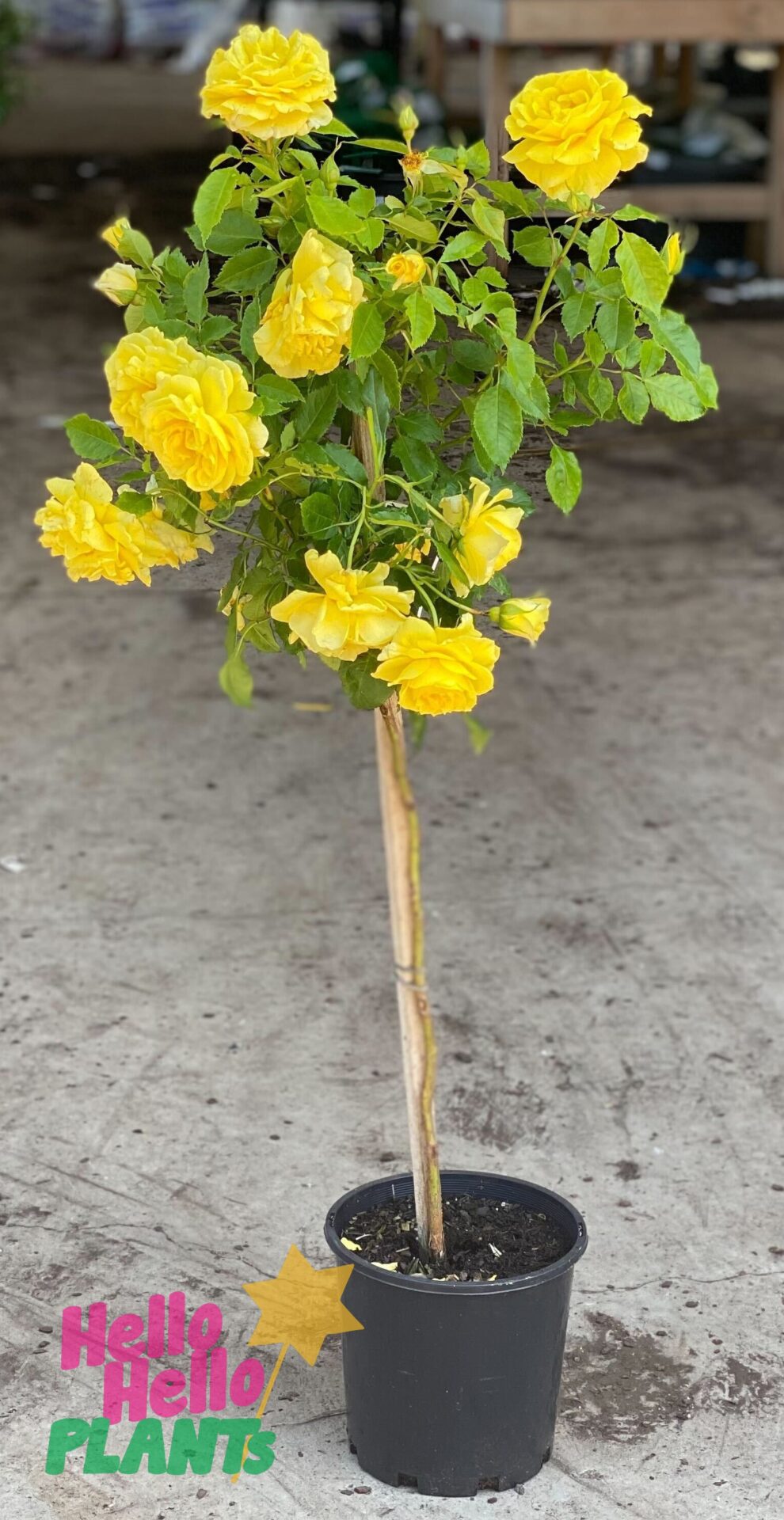 Rose 'Friesia' 2ft Standard - Image 3