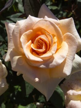 A close-up of a single pale peach bloom on the Rose 'Valencia' 2ft Standard, surrounded by green foliage with partially visible flowers in the background.