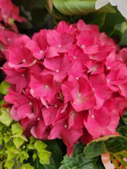 Hydrangea macrophylla Tea Time Red Ball