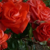 Rose 'Ita Buttrose' Bush Form