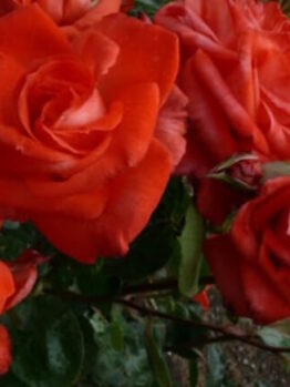 Rose 'Ita Buttrose'