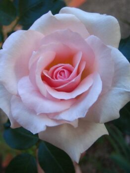 A delicate pink Rose 'Mothers Love' Bush Form in full bloom, surrounded by dark green leaves, against a soft-focus background.