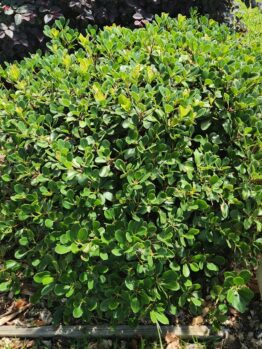 indian hawthorn Oriental Pearl Rhaphiolpeis indica compact round shrub with green glossy foliage and pink flowers
