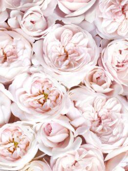 Rosa Blushing Pierre de Ronsard Climbing Rose with buff cupped roses that are light pink and creamy ivory coloured