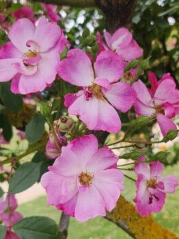 Lavender Dream Ground Cover Rose open petalled blooms light pink and purple with yellow centres