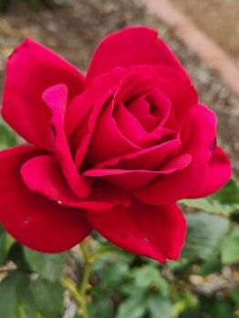 'The Australian Bicentennial' Rose bright red hybrid tea rose