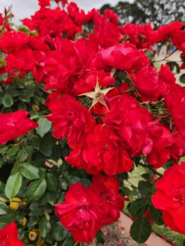 masses of red roses flowering rosa floribund la sevillana bright red petals