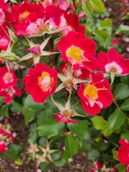 Rosa floribunda Light My Fire Red Roses with yellow centres