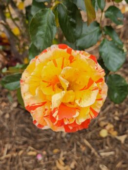 multicoloured orange and yellow rose flower floribunda rose oranges and lemons
