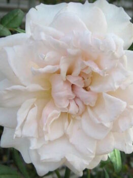 A Rose 'Dove' (David Austin) Bush Form with green leaves on it.