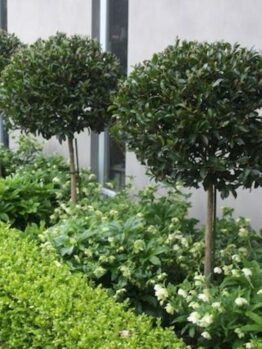 Three Ficus hillii 'Flash' (Standard 90cm) shrubs, planted in a row next to a building, are surrounded by small green plants and white flowers.