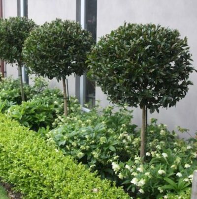 Three Ficus hillii 'Flash' (Standard 90cm) shrubs, planted in a row next to a building, are surrounded by small green plants and white flowers.