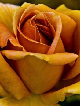 Yellow 'Vienna Charm' rose photograph - 'Vienna Charm' yellow rose fine art print.