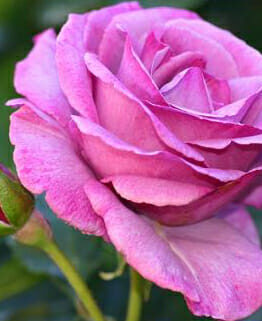 A Rose 'Vol De Nuit' Bush Form is blooming in a garden.