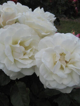 A close-up of a cluster of Rose 'White Meidiland' 6ft Weeper (Eco Grade) roses in full bloom, set against a background of dark green foliage.