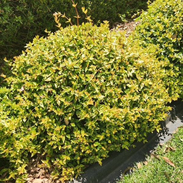 abelia grandiflora kaleidoscope glossy abelia advanced compact round shrub growing in garden