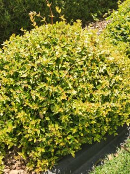 abelia grandiflora kaleidoscope glossy abelia advanced compact round shrub growing in garden