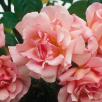A cluster of Rose 'Compassion' Climber, symbolizing compassion, growing on a bush.