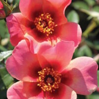 Two Rose 'For Your Eyes Only' 3ft Standard, colored in a delicate shade of pink, are blooming gracefully amidst a lush garden. Their enchanting beauty is a sight to behold, evoking feelings of love and romance. These