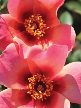 Two Rose 'For Your Eyes Only' 3ft Standard, colored in a delicate shade of pink, are blooming gracefully amidst a lush garden. Their enchanting beauty is a sight to behold, evoking feelings of love and romance. These