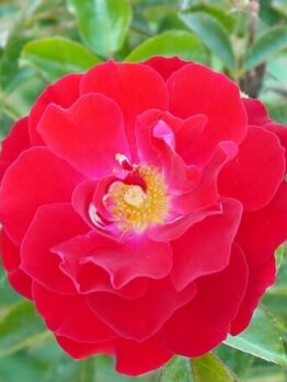 A Rose 'Mainau Feuer' 6ft Weeper with green leaves on it.