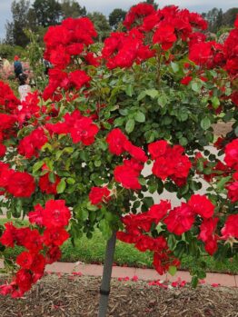 red roses flowering bright red 'La Marseillaise ®' Rose floribunda