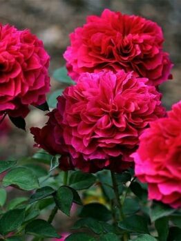 Rose 'Prospero'