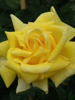 Close-up of a vibrant Rose 'Royal Gold' Climber with delicate petals and dew drops, set against a blurred green background.