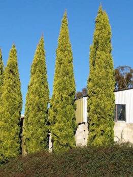 A row of Cupressus 'Swanes Gold' Conifer 10" Pot trees in front of a house.