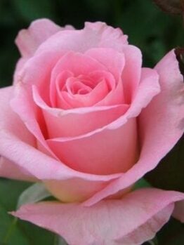 A Rose 'Tiffany' Bush Form, in bush form, is blooming in a garden.