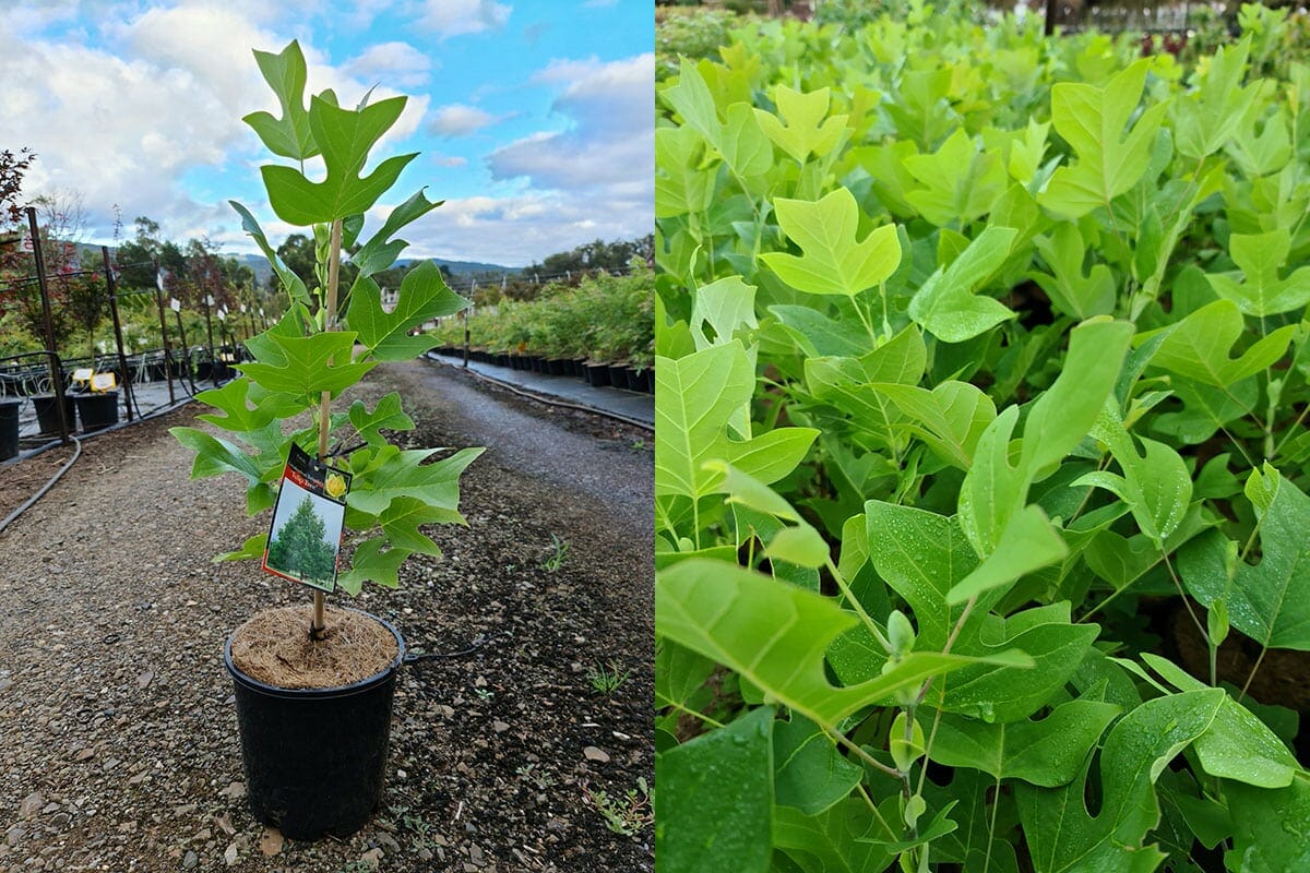 Liriodendron 'Tulip Tree' 8" Pot - Image 2