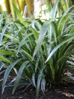 Close-up of a lush, green Dianella 'Tasred®' Flax Lily plant with long, slender leaves growing in dark soil, surrounded by other similar plants in a garden setting.