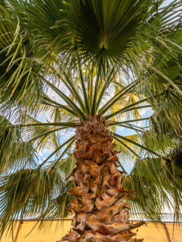 cabbage palm tree livistona australia