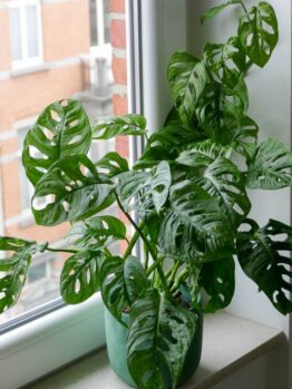 monstera monkey mask monstera adansonii
