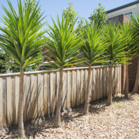 Yucca elephantipes Stick yucca border in a row