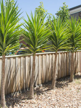 Yucca elephantipes Stick yucca border in a row