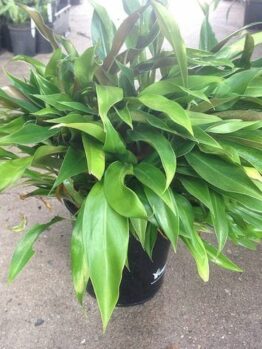 A Philodendron 'Little Phil' 7" Pot potted plant with green leaves.