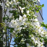 A Clematis 'Snowflake' 6" Pot tree with white flowers in front of a building.