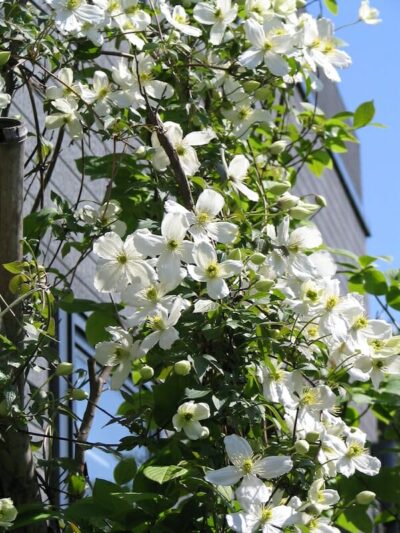 A Clematis 'Snowflake' 6" Pot tree with white flowers in front of a building.