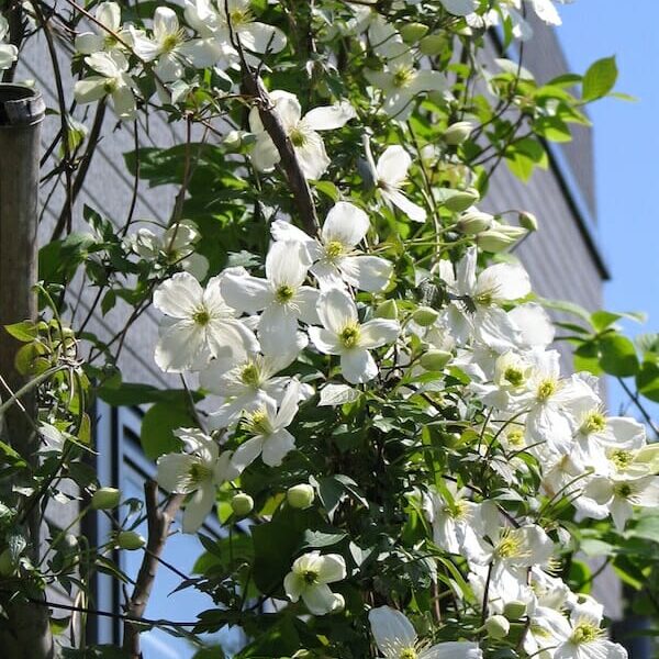 A Clematis 'Snowflake' 6" Pot tree with white flowers in front of a building.