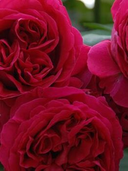 A close-up of three vibrant Rose 'Pierre de Ronsard' Red blooms in full glory set against a lush green backdrop, highlighting the enchanting beauty of this classic rose variety.
