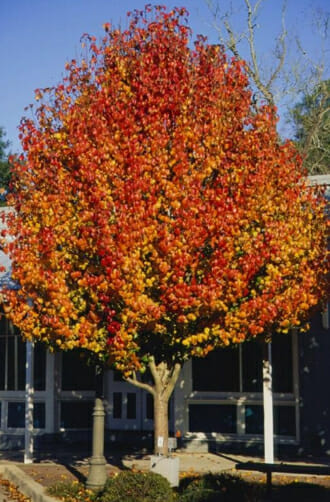 Ornamental Pears