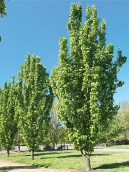 A row of green trees in a park.