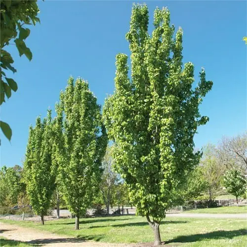 Pyrus Capital Ornamental Pear
