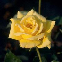 Rose 'Kings Ransom'