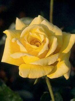 Rose 'Kings Ransom'
