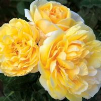 Rose 'Michelangelo'