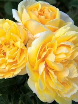 Rose 'Michelangelo'
