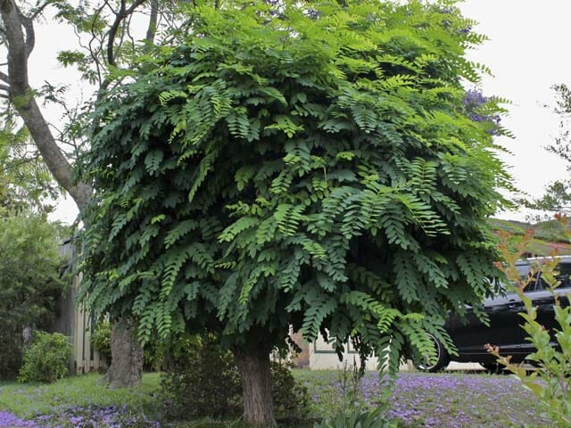 Robinia 'Mop Top' - Image 3